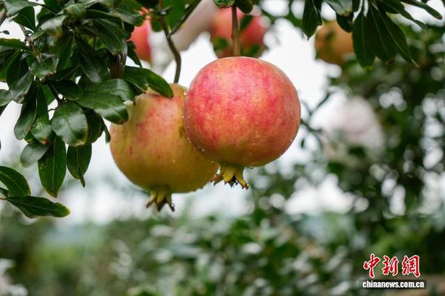 图为9月19日，威宁自治县哲觉镇新营村软籽石榴种植基地，石榴挂满枝头。陈逍 摄