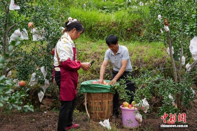 图为9月19日，威宁自治县哲觉镇新营村果农采收软籽石榴。陈逍 摄